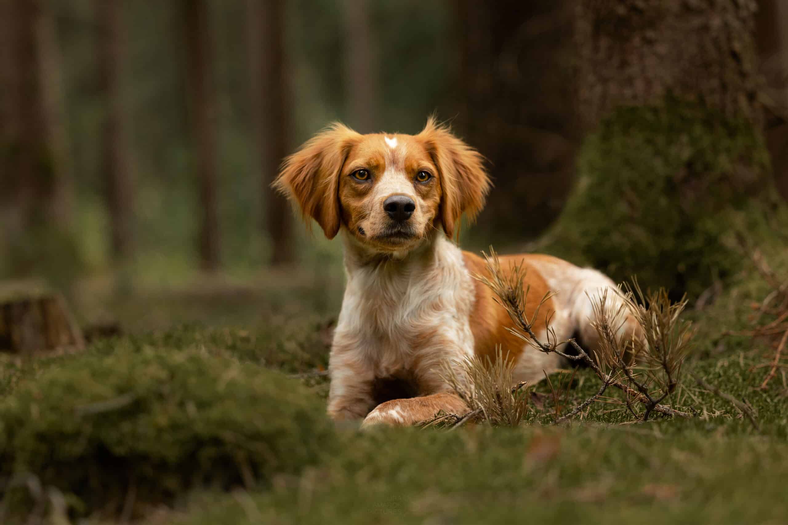 Bretonischer Vorstehhund im Wald liegend