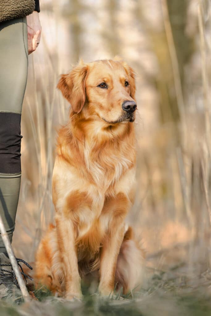 Ein Golden Retriever sitzt am Fuß seiner Hundeführerin