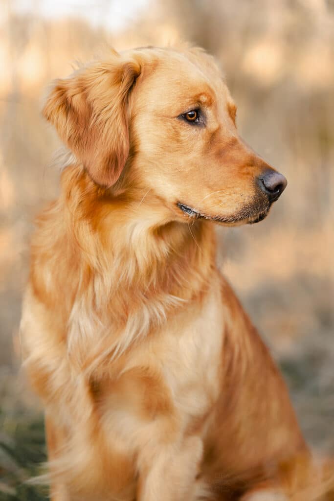 Ein Golden Retriever im Portrait