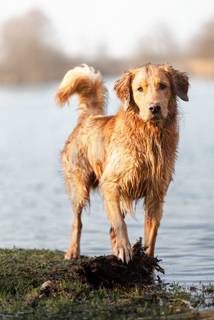 Ein nasser golden Retriever steht an einem See