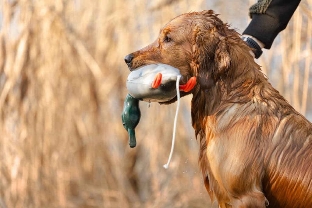 Ein golden Retriever mit Übungsente im Fang