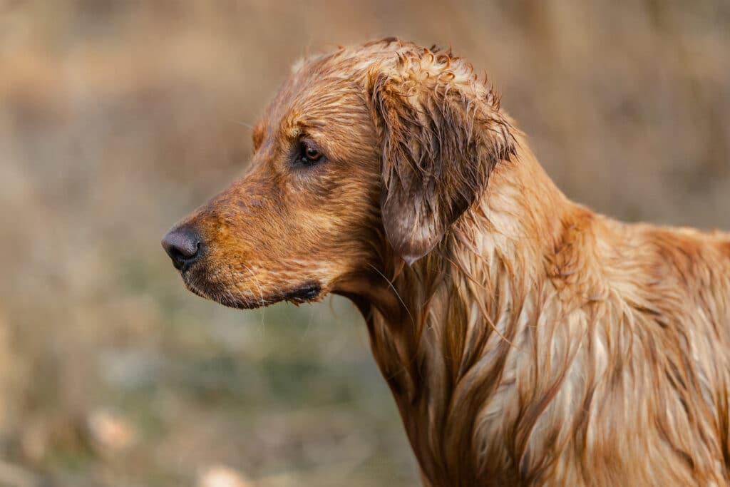 Ein golden Retriever im Portrait - nass nach getaner Arbeit