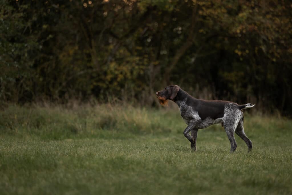 Ein DD steht im Feld vor