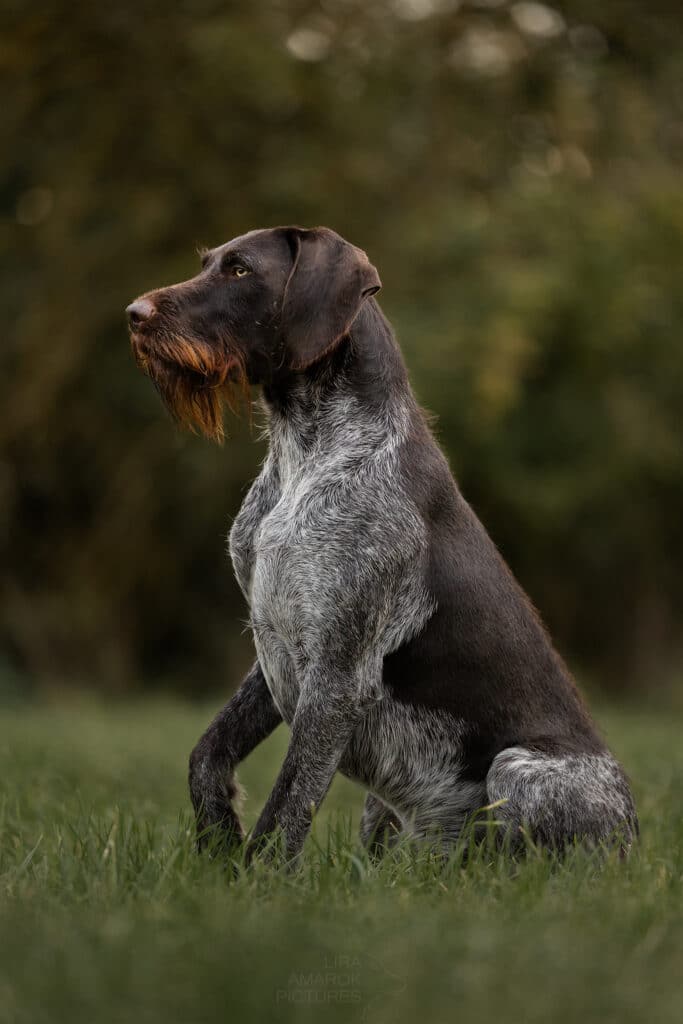 sitzender Deutsch Drahthaar Rüde