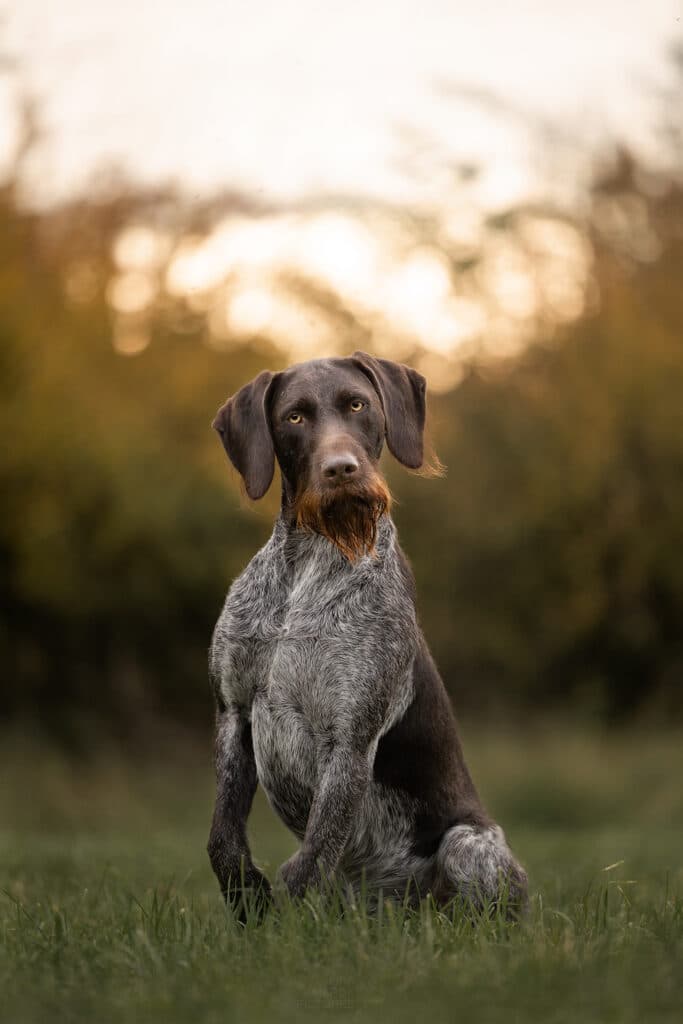 ein sitzender Drahthaarrüde schaut in die Kamera