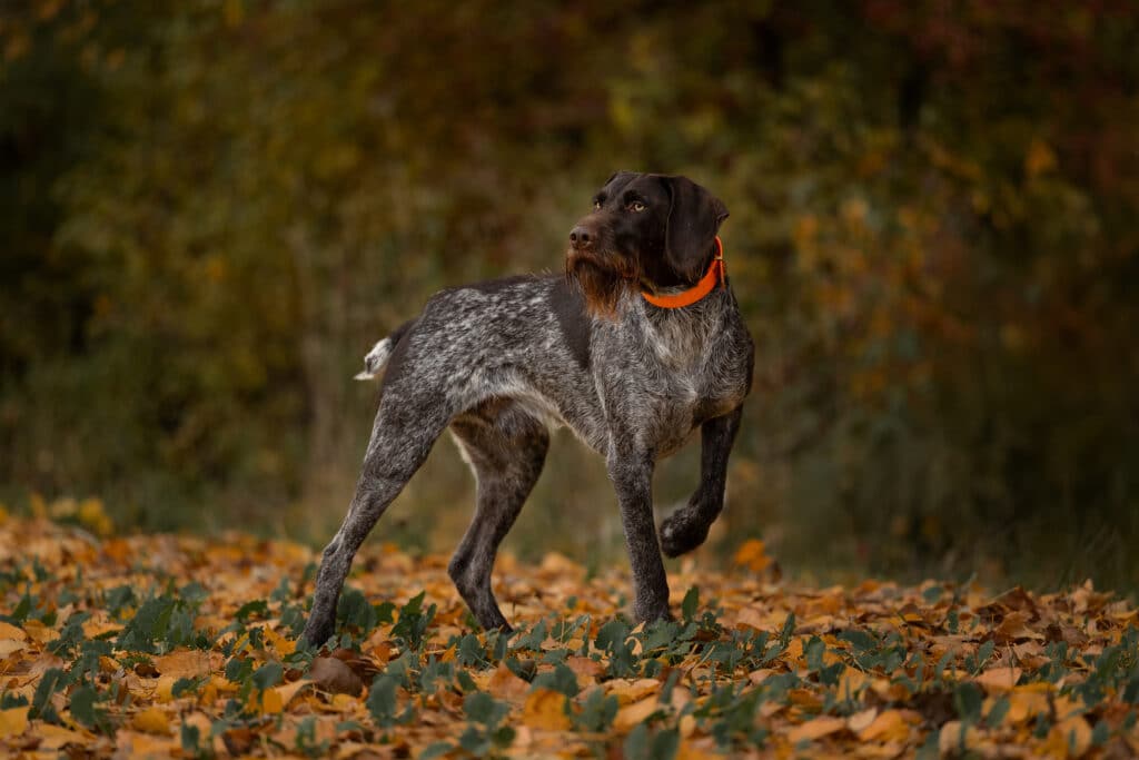 Ein Deutsch Drahthaar beim vorstehen