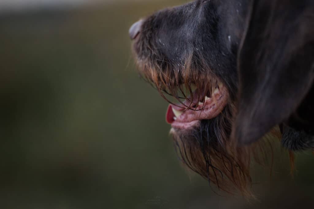 Detailaufnahme des Barts