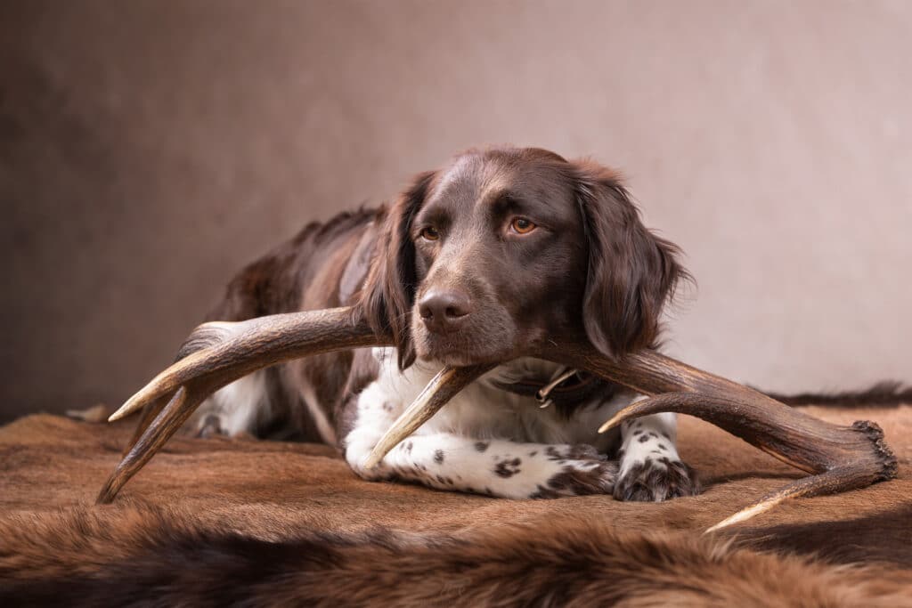 Kleiner Münsterländer im Studio liegt auf einer Rotwildstange