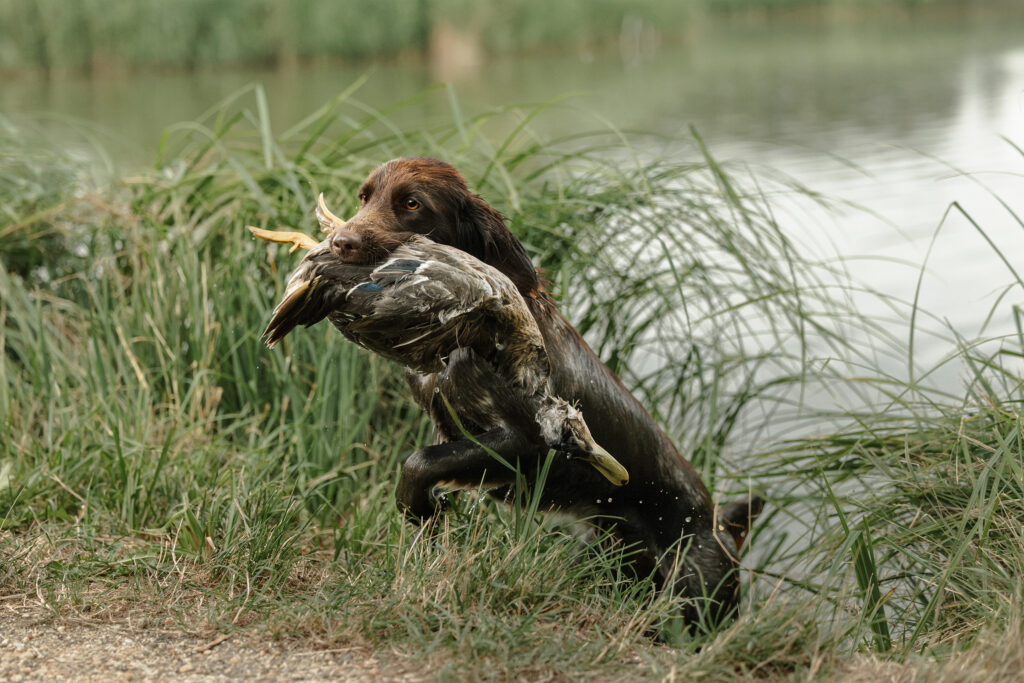 Ein kleiner Münsterländer apport eine Ente aus dem Wasser