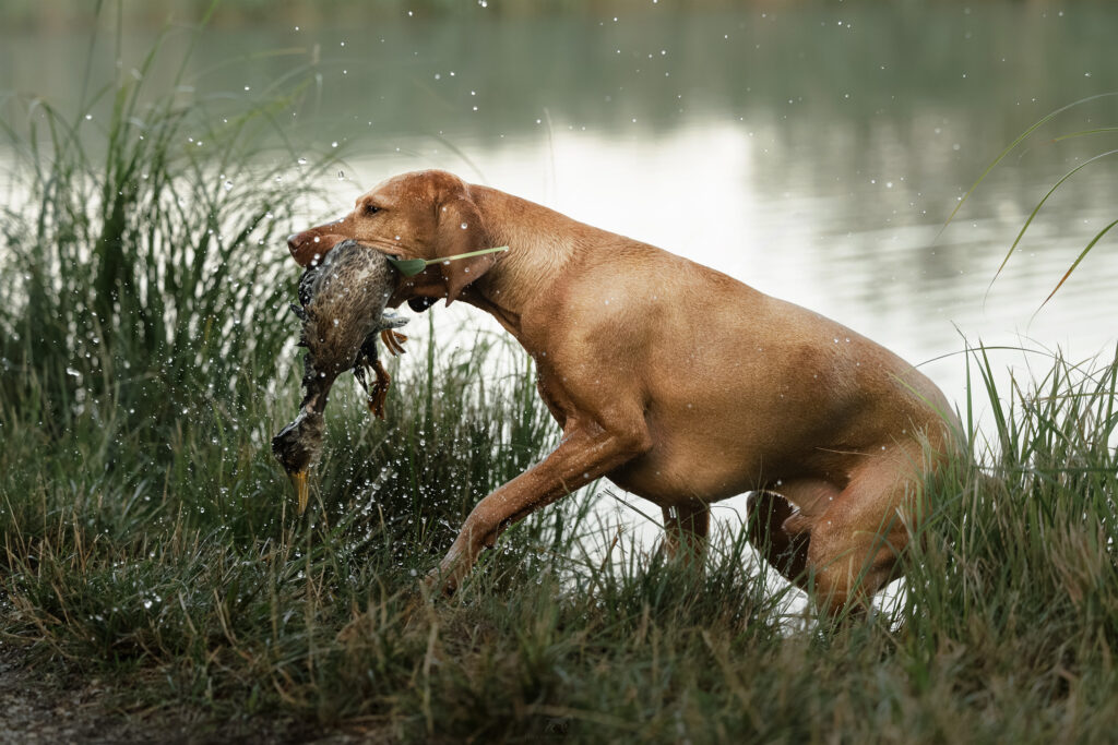Ein Magyar Vizsla Rüde beim Entenapport