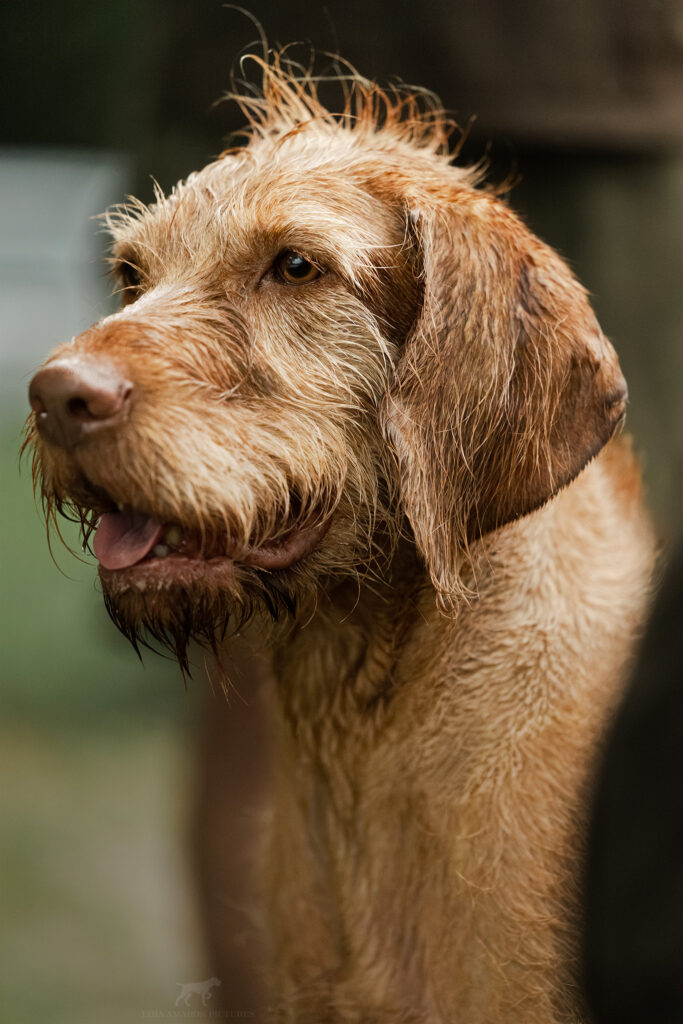 Ein Magyar Vizsla Drahthaar im Portrait