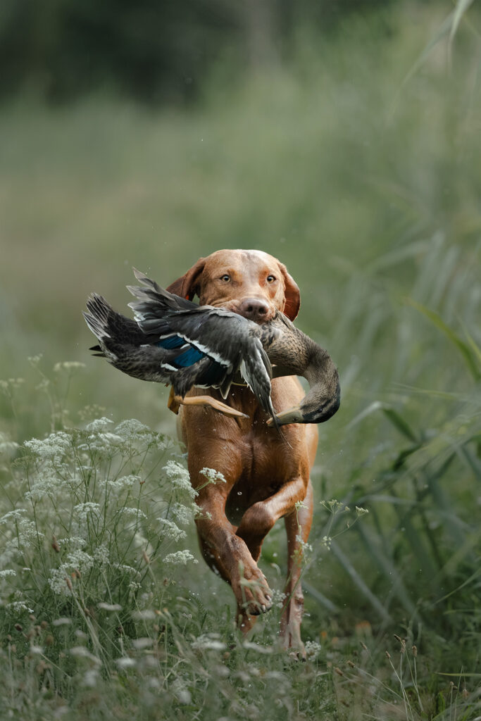 Ein rennender Vizsla mit Ente im Fang rennt auf die Kamera zu
