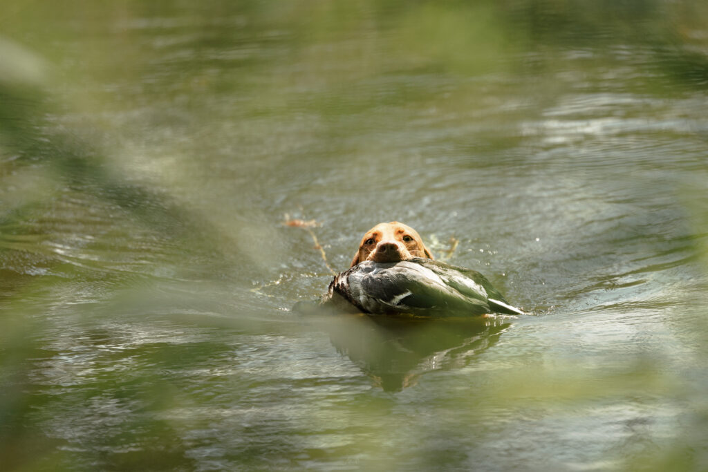 Eine kleine Vizslahündin beim apportieren einer Ente im Wasser